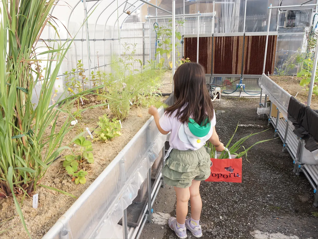 植物を育てています